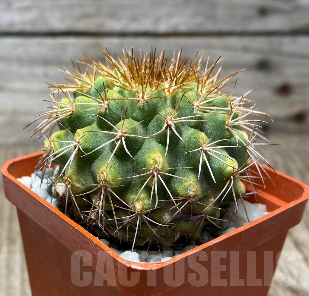 SHPR13203 Copiapoa serpentisulcata LL440 - Image 2