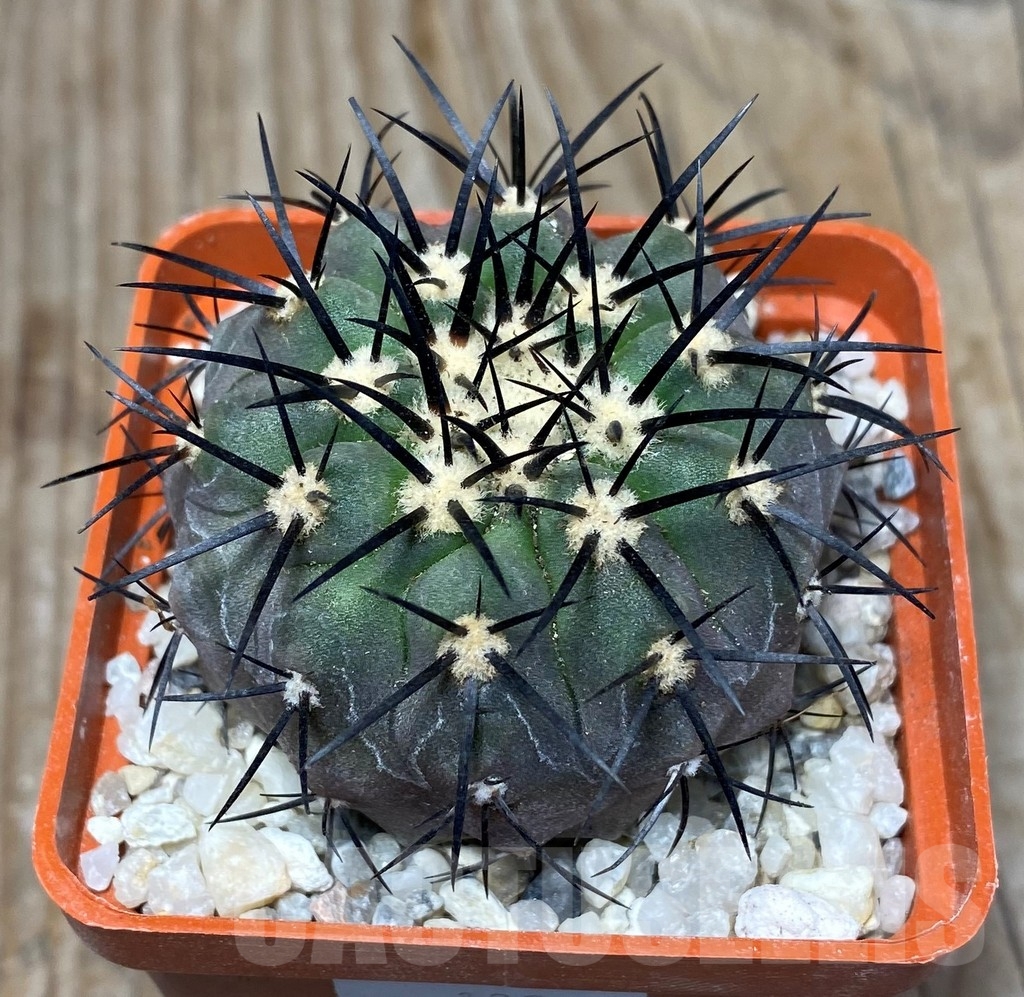 SHPR13205 Copiapoa marginata LL371