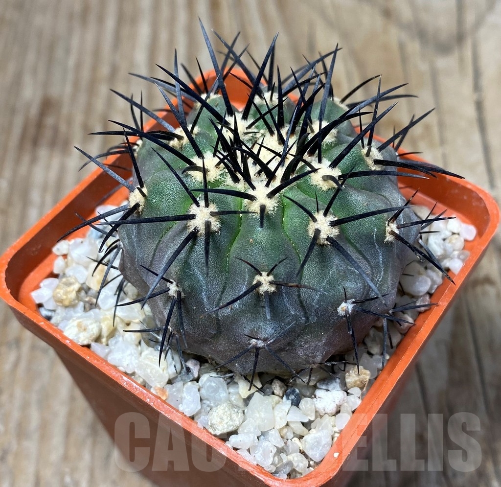 SHPR13205 Copiapoa marginata LL371 - immagine 2