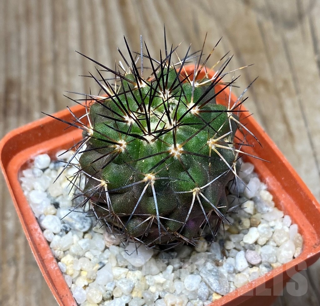 SHPR13206 Copiapoa calderana LL369 -Los Togos-
