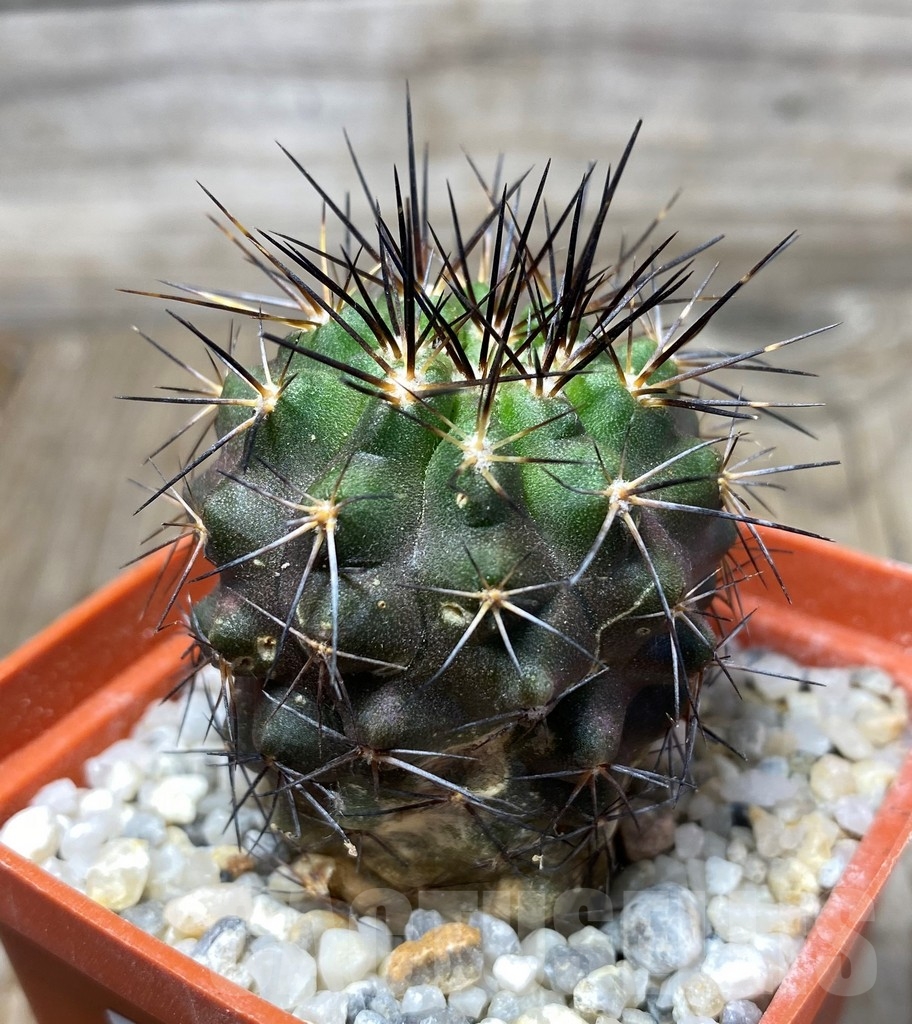 SHPR13206 Copiapoa calderana LL369 -Los Togos- - Imagen 2
