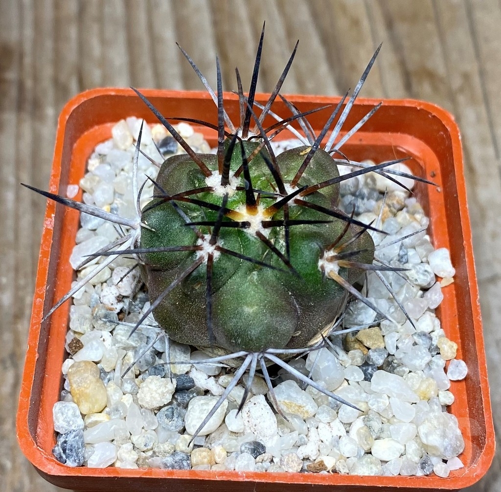 SHPR13210 Copiapoa fiedleriana -Huasco- LL300