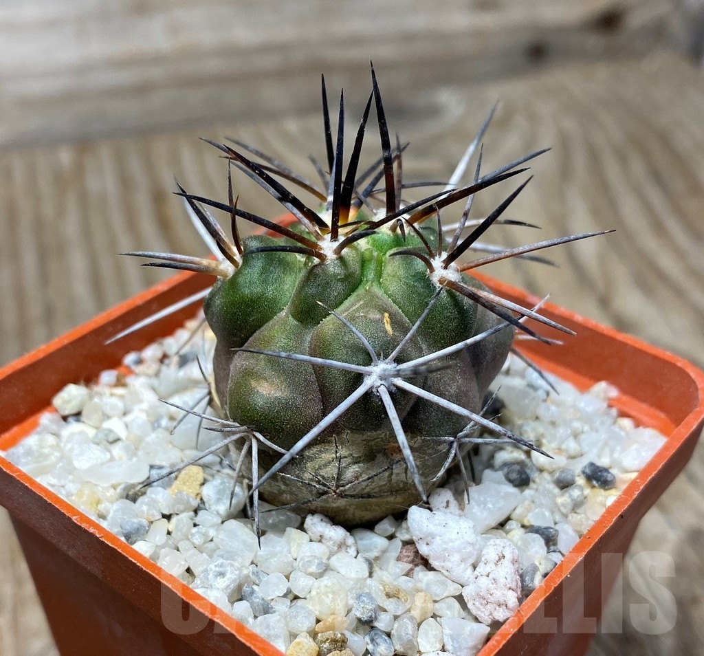 SHPR13210 Copiapoa fiedleriana -Huasco- LL300 - 画像 (2)