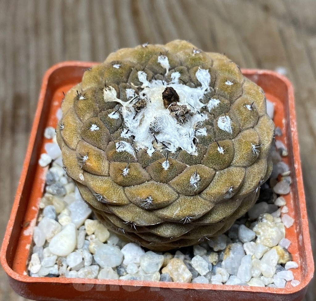 SHPR13211 Copiapoa hypogaea