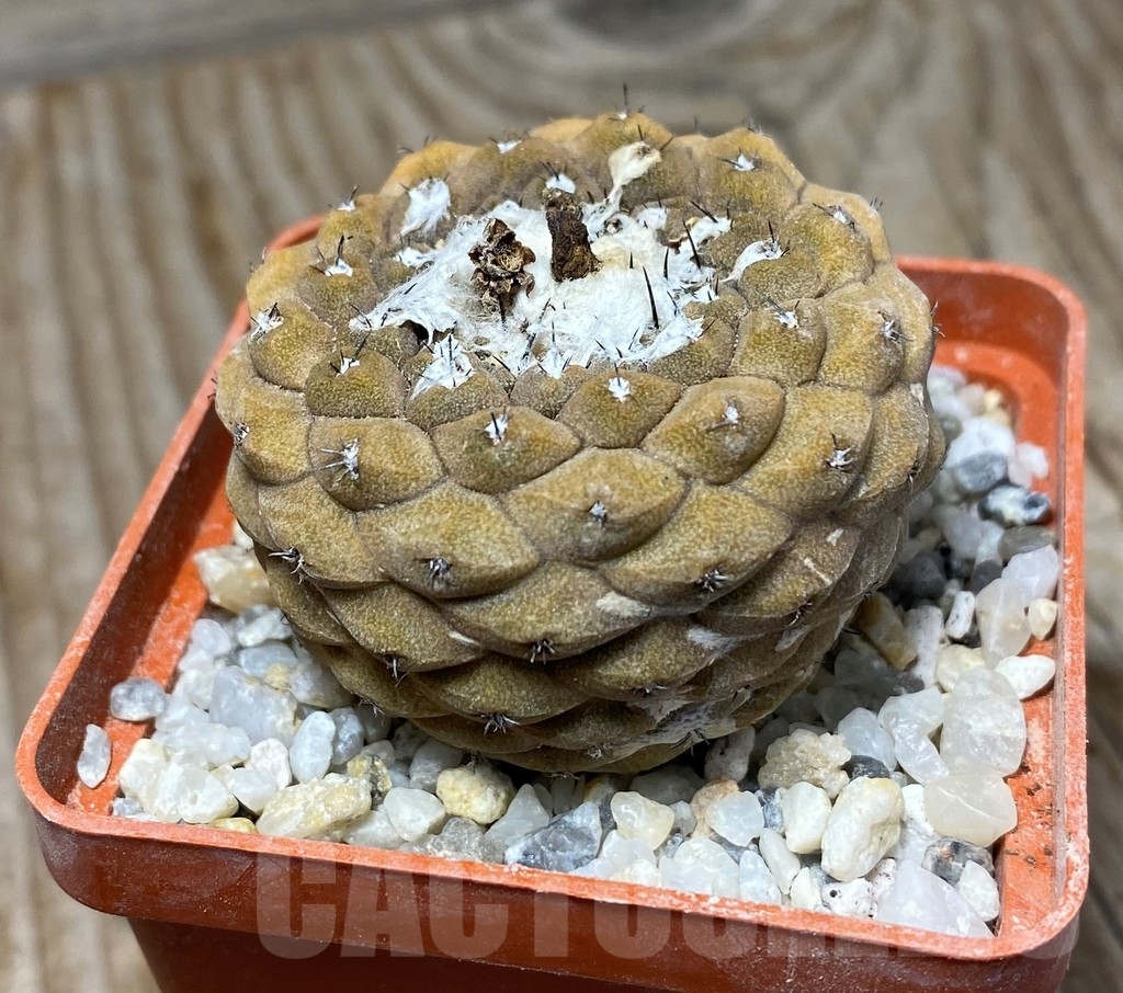 SHPR13211 Copiapoa hypogaea - 画像 (2)