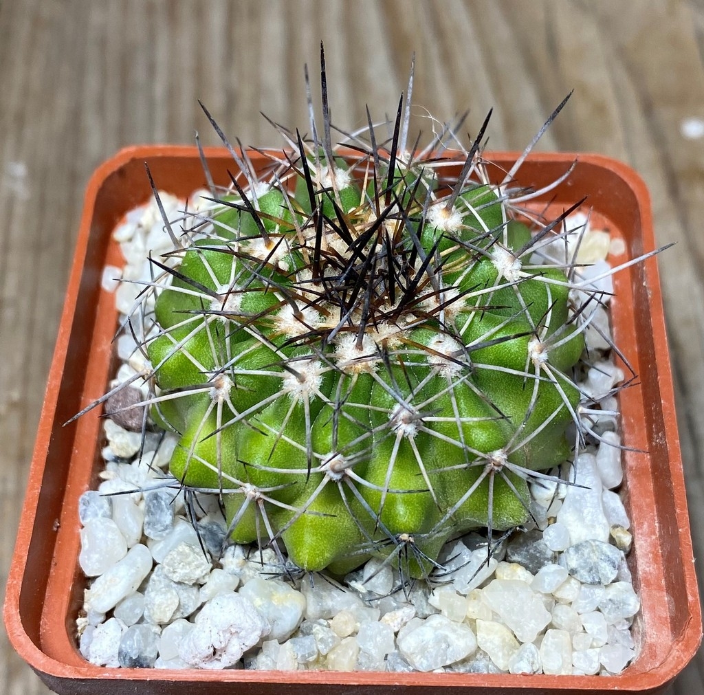 SHPR13212 Copiapoa intermedia LL364