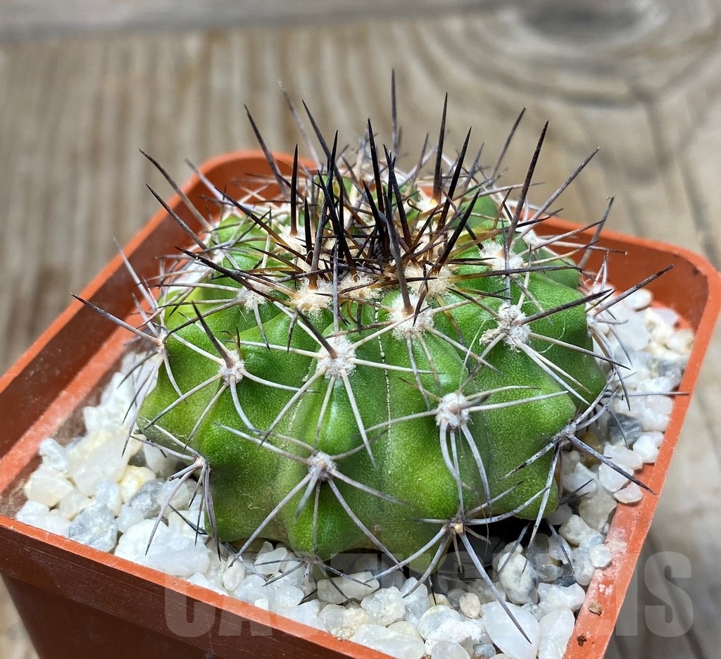 SHPR13212 Copiapoa intermedia LL364 - 画像 (2)