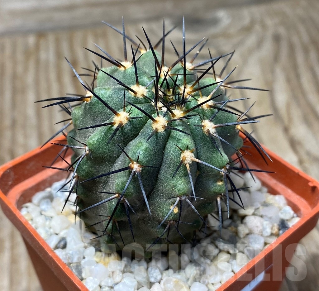 SHPR13214 Copiapoa marginata LL371