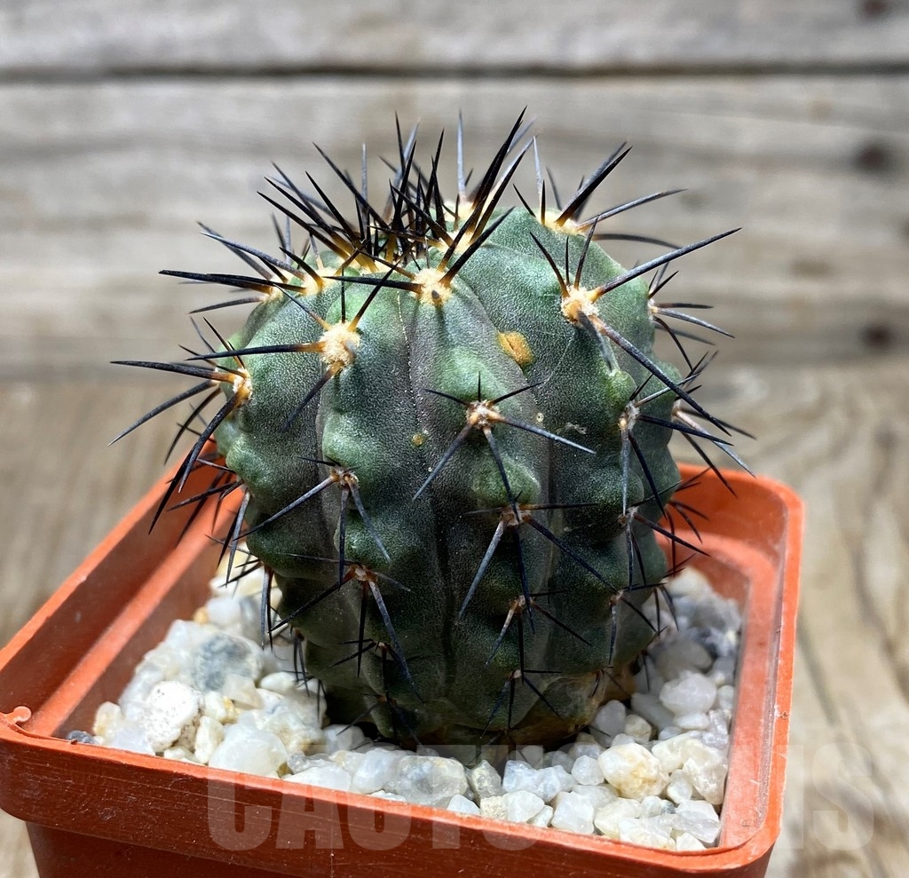 SHPR13214 Copiapoa marginata LL371 - Image 2
