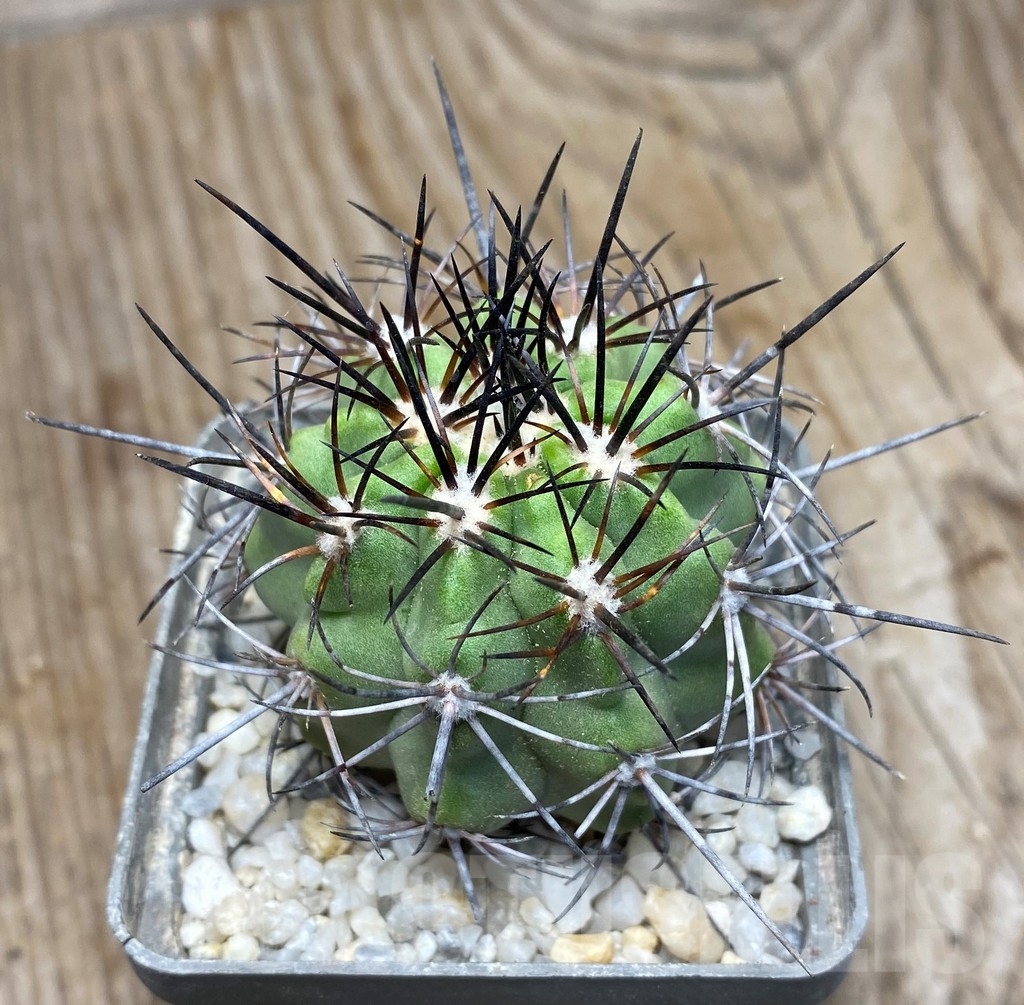 SHPR13217 Copiapoa aff. coquimbana