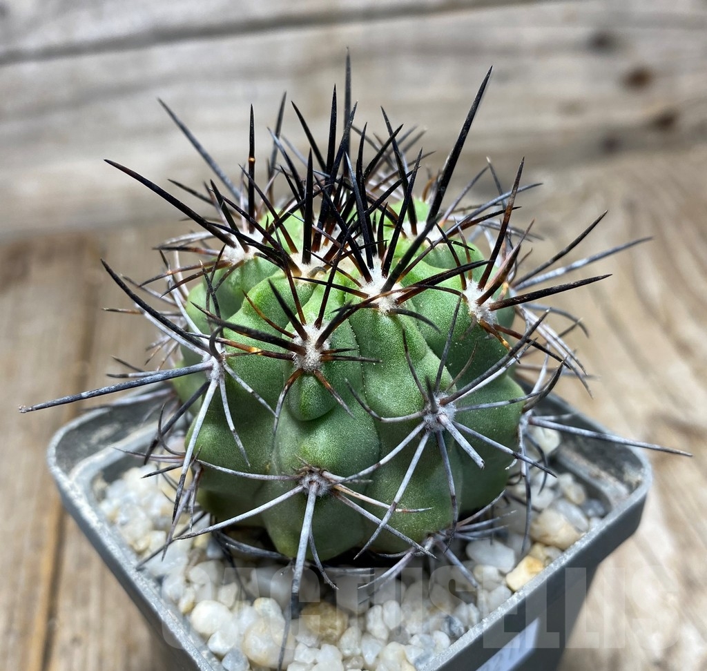 SHPR13217 Copiapoa aff. coquimbana - Image 2