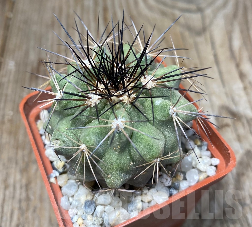 SHPR13218 Copiapoa grandiflora LL360