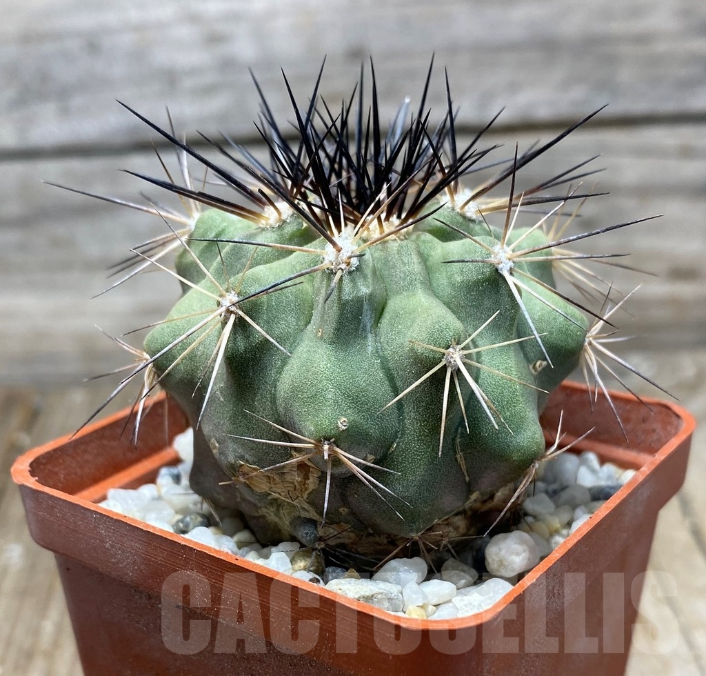 SHPR13218 Copiapoa grandiflora LL360 - Image 2