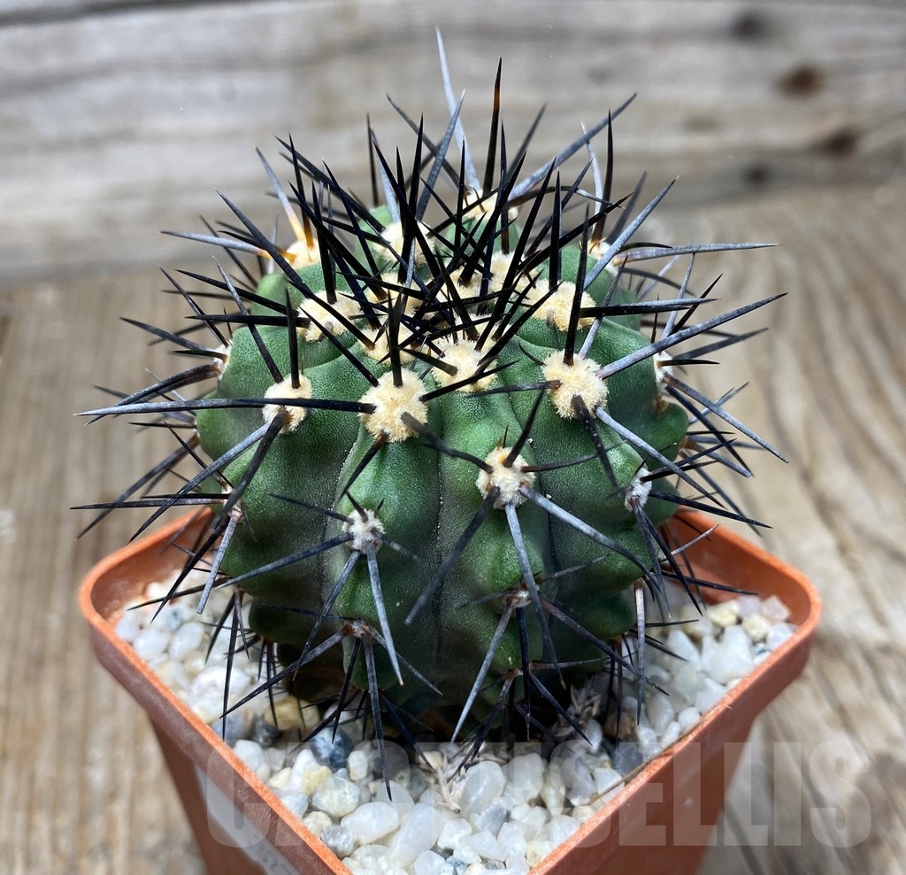 SHPR13224 Copiapoa marginata LL371 - Image 3