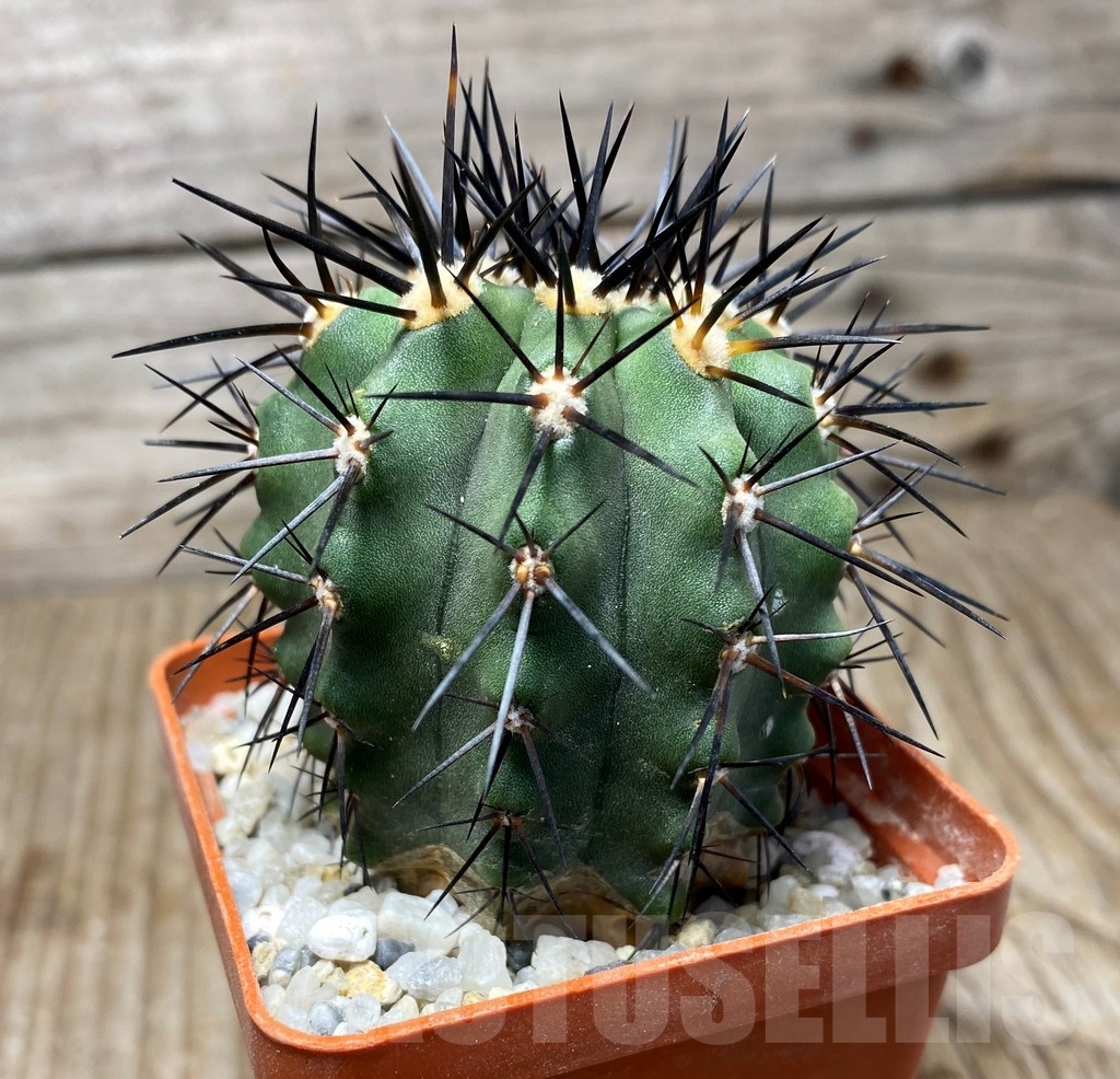 SHPR13224 Copiapoa marginata LL371 - Image 2