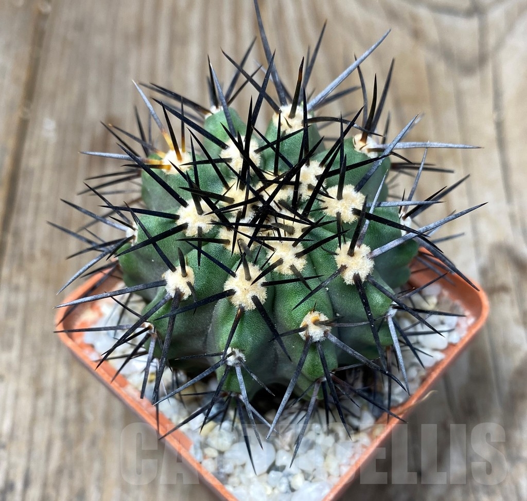 SHPR13224 Copiapoa marginata LL371