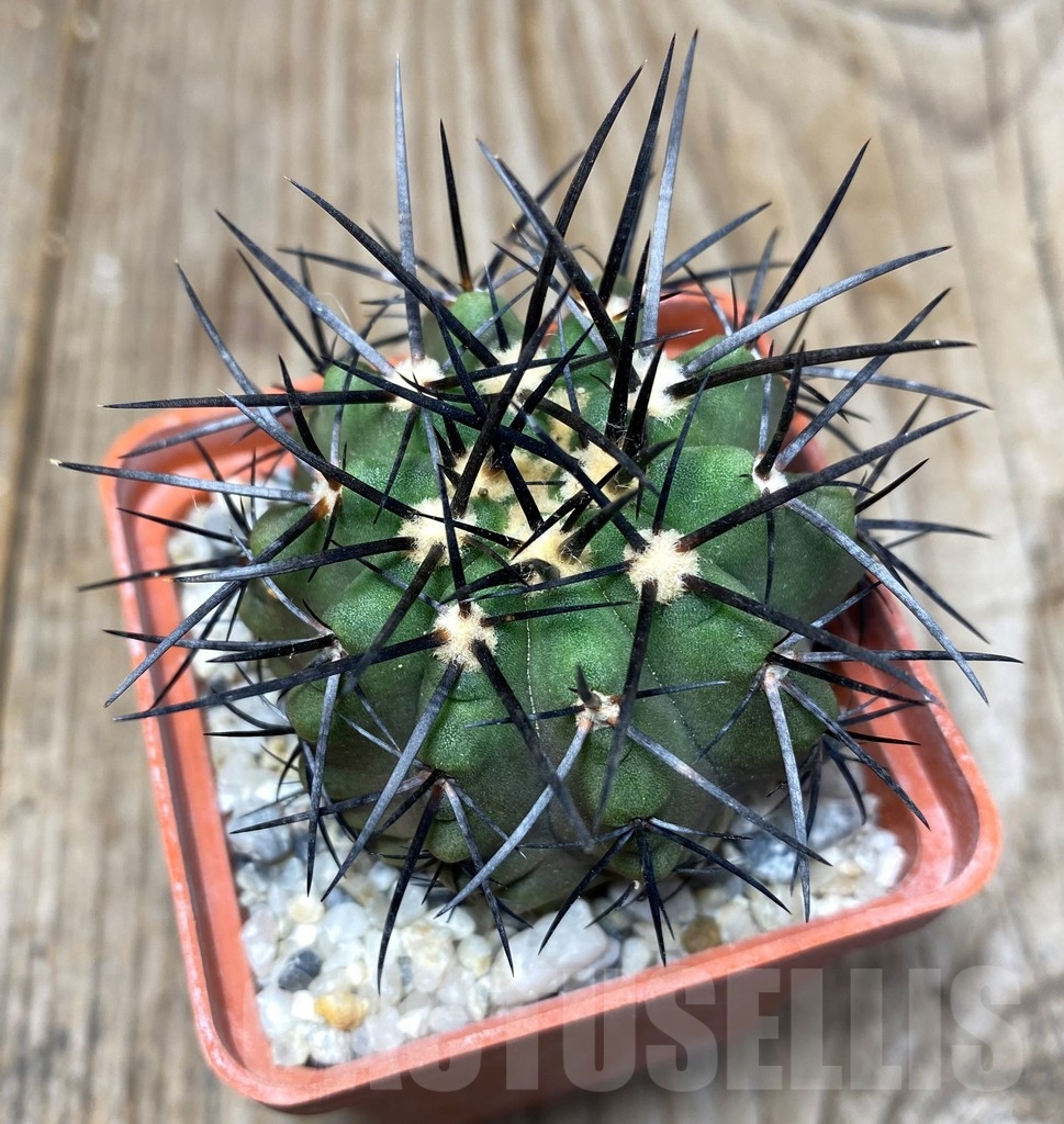 SHPR13225 Copiapoa marginata LL371