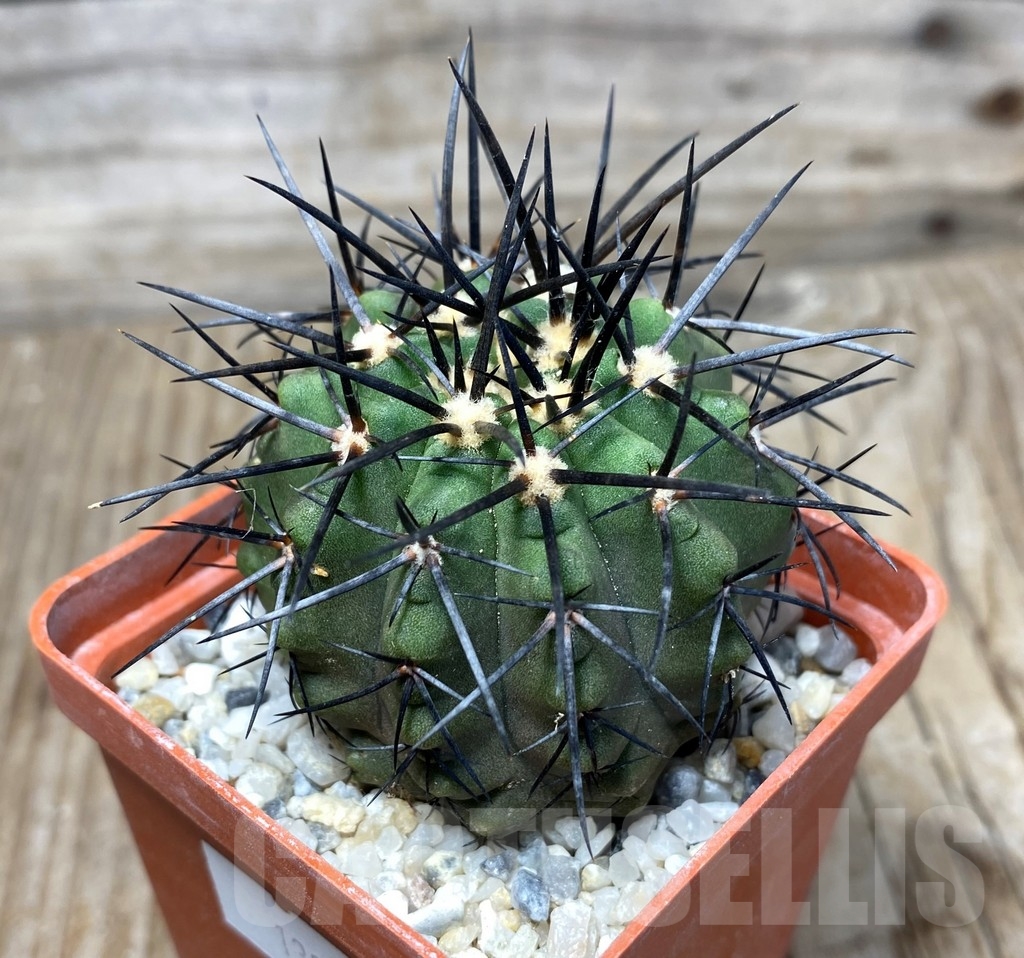 SHPR13225 Copiapoa marginata LL371 - Image 2