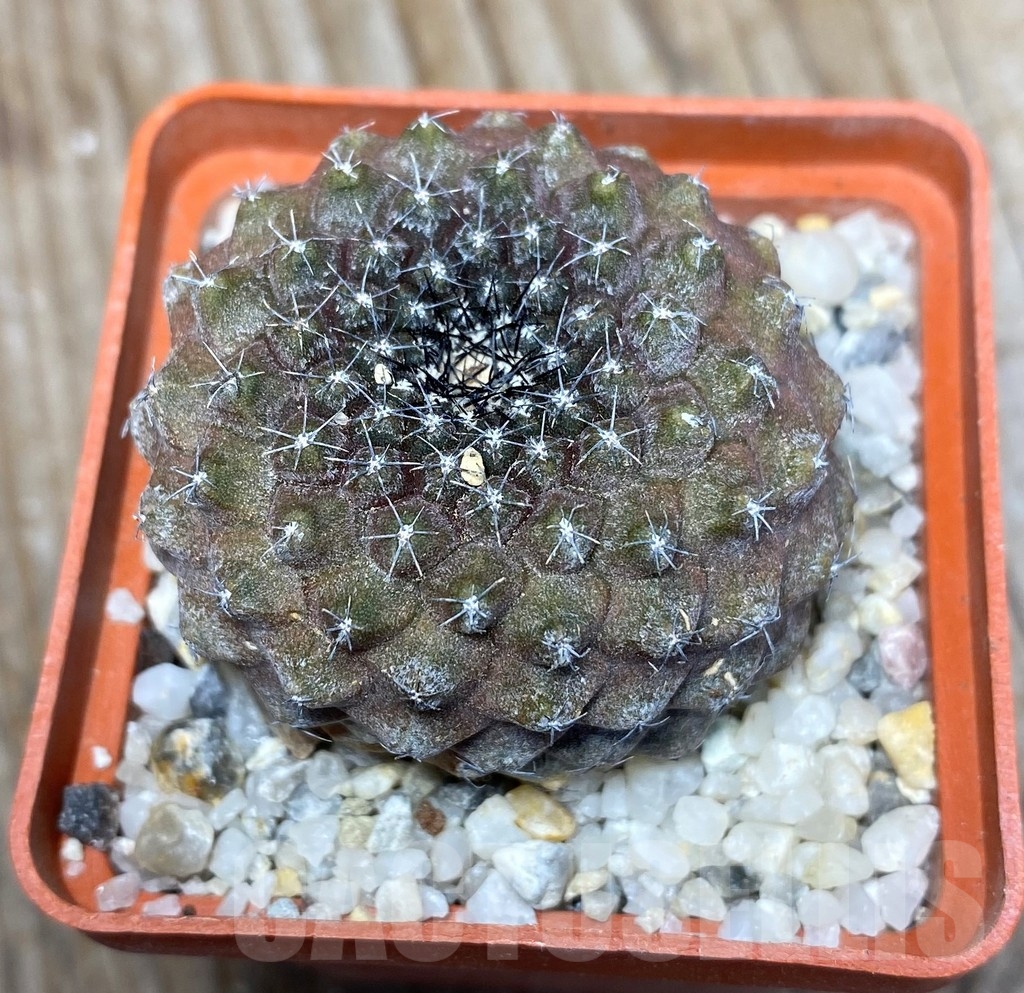 SHPR13227 Copiapoa tenuissima