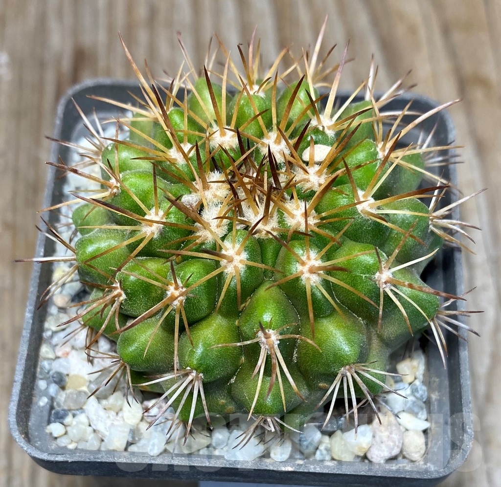 SHPR13228 Copiapoa serpentisulcata LL440