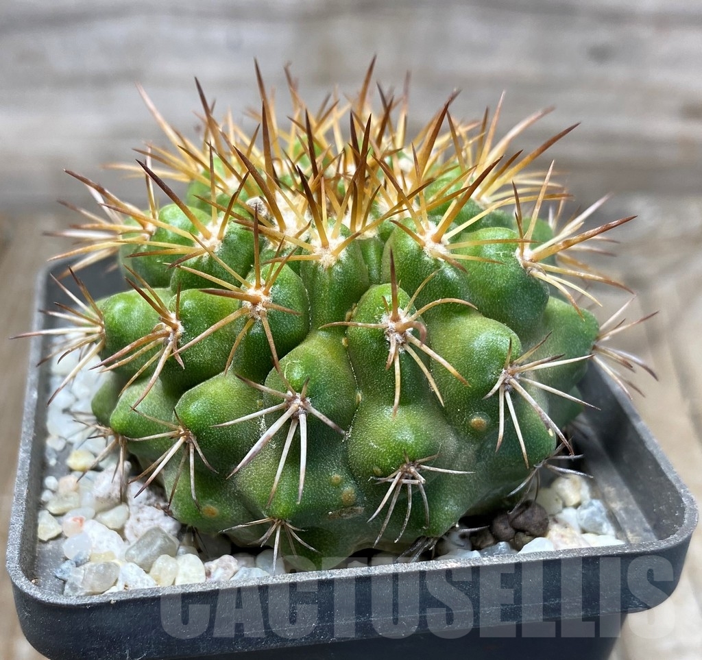 SHPR13228 Copiapoa serpentisulcata LL440 - immagine 2