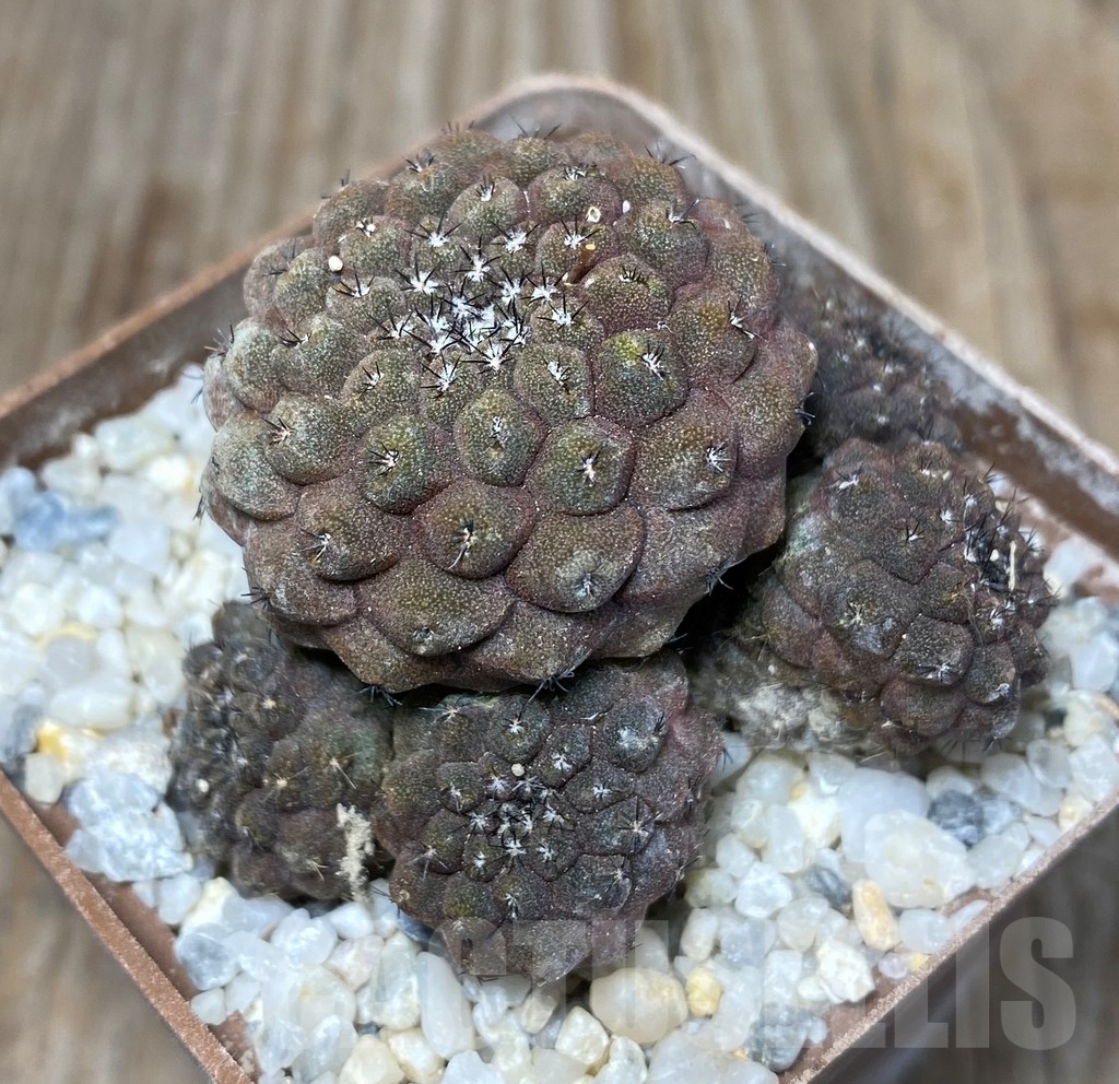 SHPR13230 Copiapoa barquitensis
