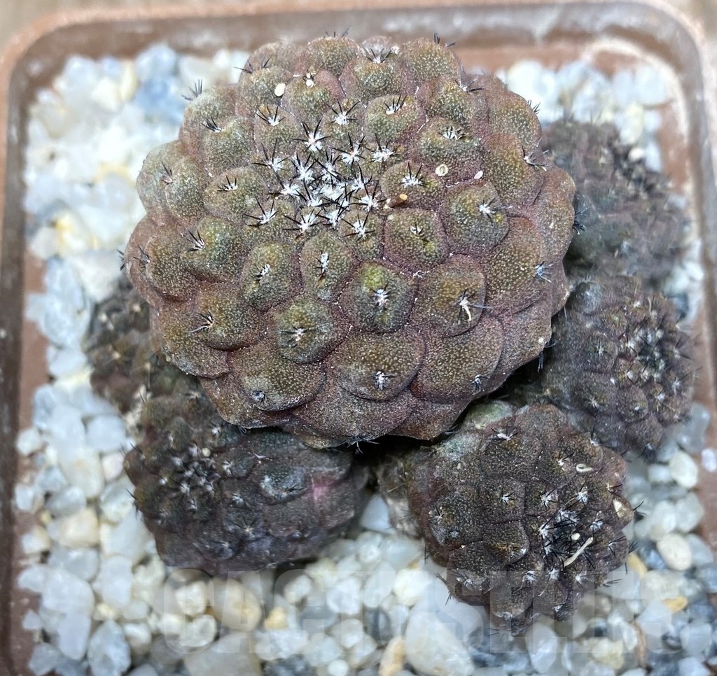 SHPR13230 Copiapoa barquitensis - Image 2