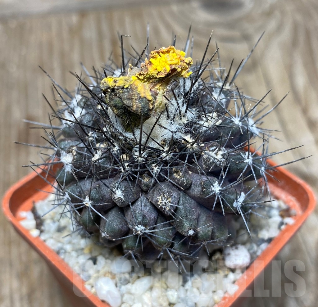 SHPR13231 Copiapoa humilis