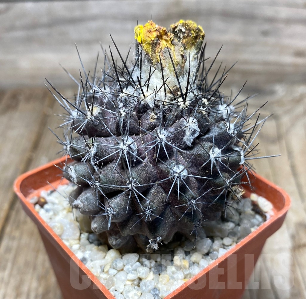 SHPR13231 Copiapoa humilis - 画像 (2)