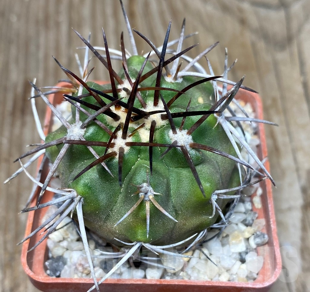 SHPR13232 Copiapoa bridgesii LL439