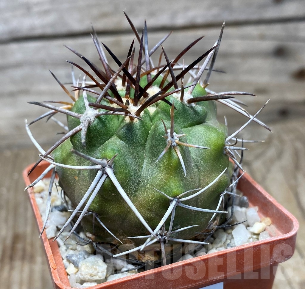 SHPR13232 Copiapoa bridgesii LL439 - Image 2