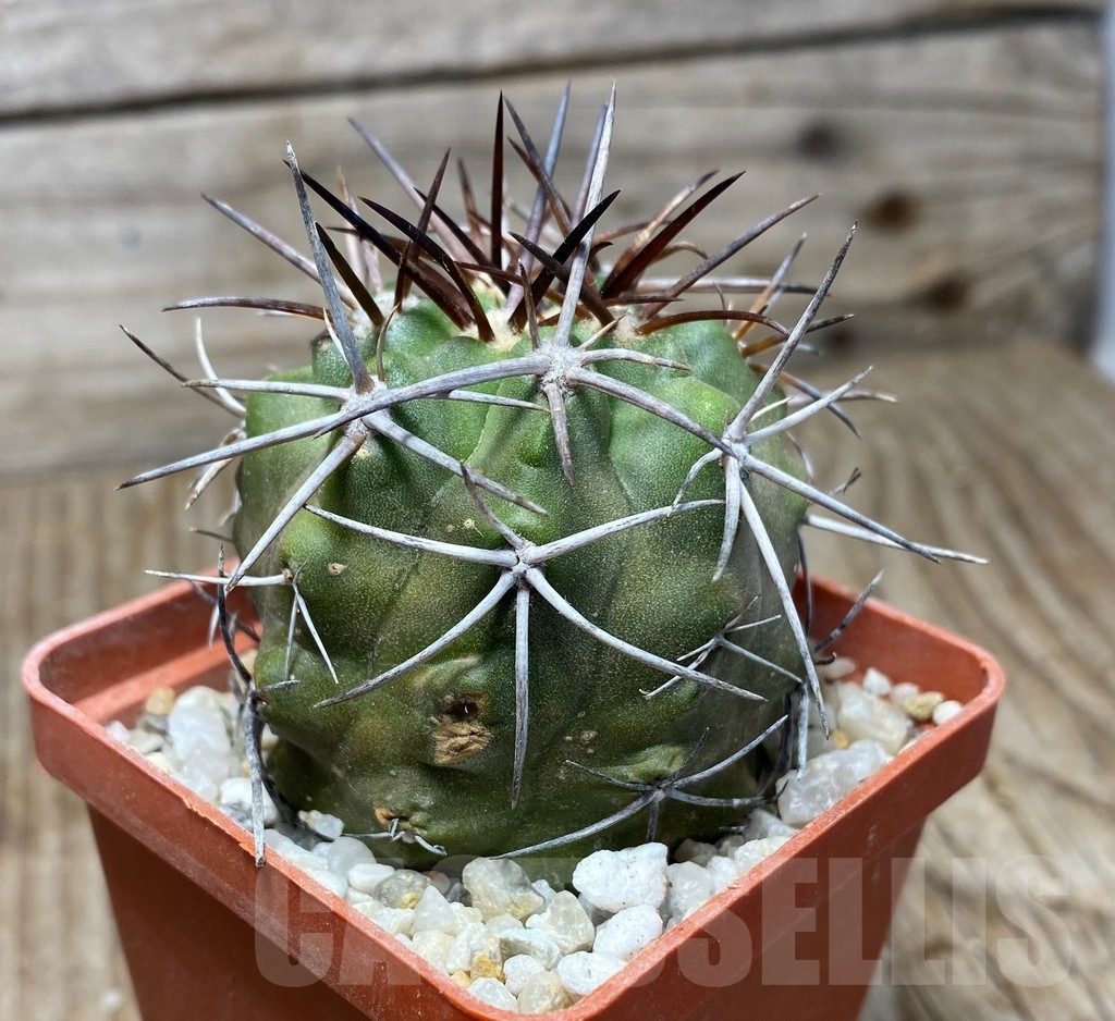 SHPR13232 Copiapoa bridgesii LL439 - Image 3
