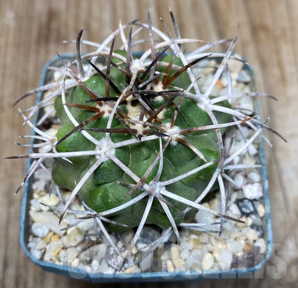 SHPR13233 Copiapoa bridgesii LL439
