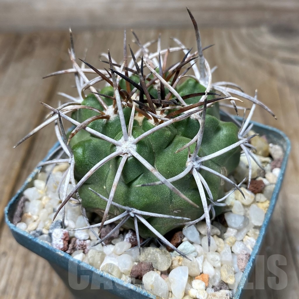 SHPR13233 Copiapoa bridgesii LL439 - Imagen 2