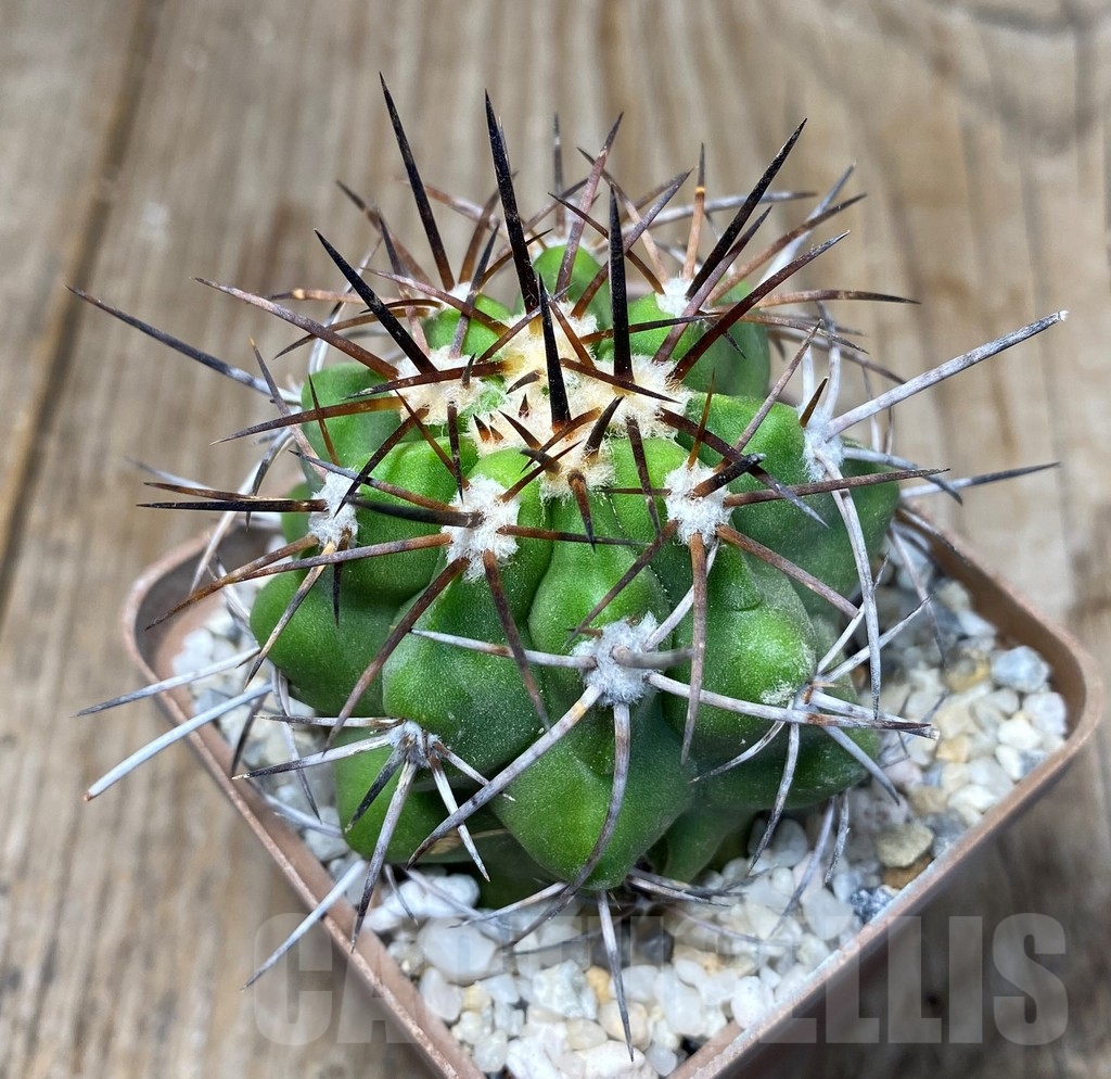 SHPR13234 Copiapoa fiedleriana