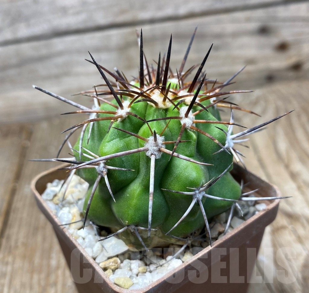 SHPR13234 Copiapoa fiedleriana - Image 2