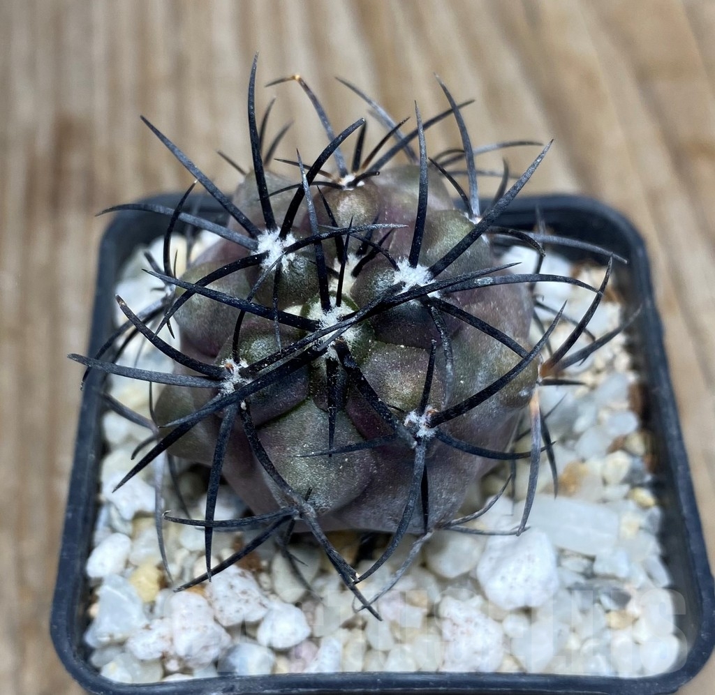 SHPR13235 Copiapoa griseoviolacea LL424 - Image 2