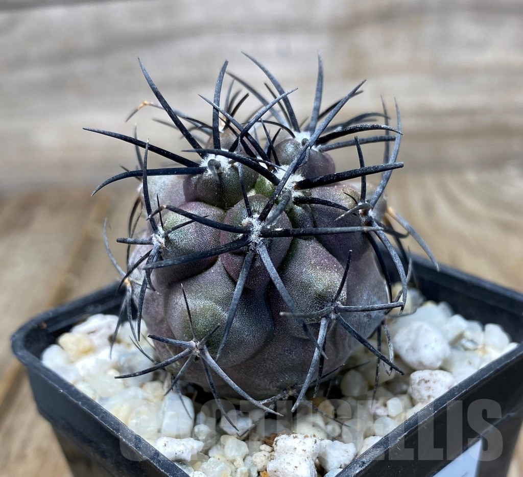 SHPR13235 Copiapoa griseoviolacea LL424