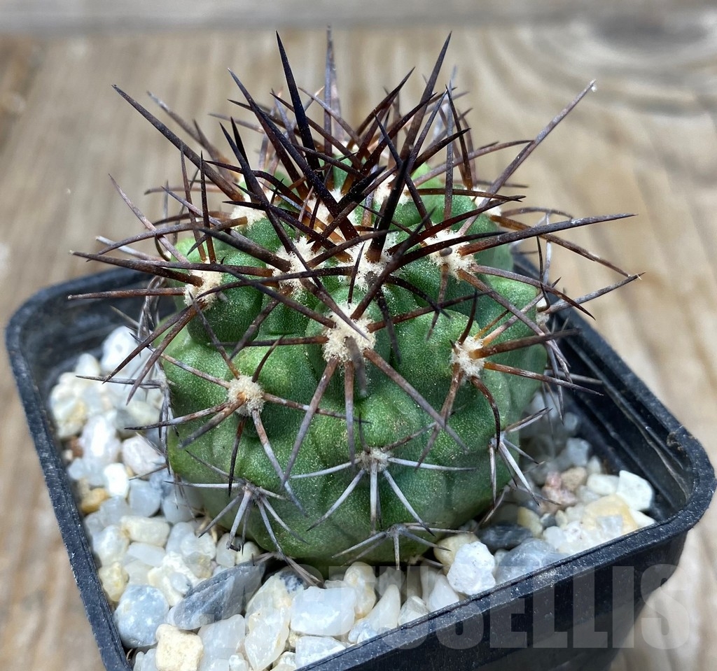 SHPR13237 Copiapoa coquimbana PHA 2467