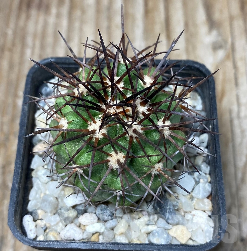 SHPR13237 Copiapoa coquimbana PHA 2467 - Imagen 2