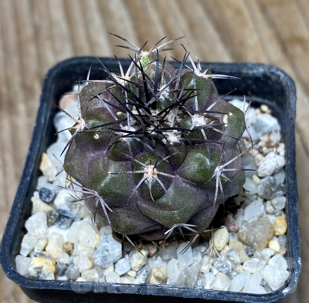 SHPR13240 Copiapoa coquimbana