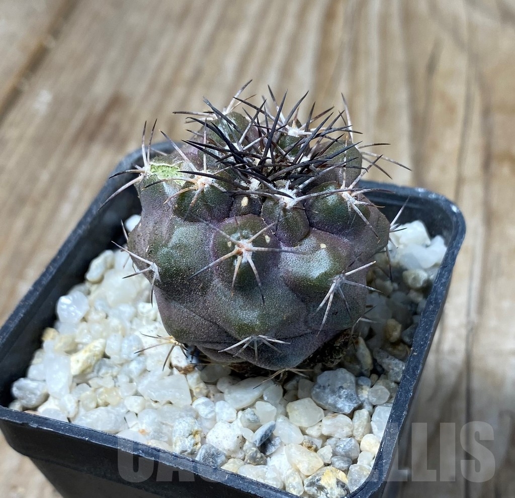 SHPR13240 Copiapoa coquimbana - Image 2