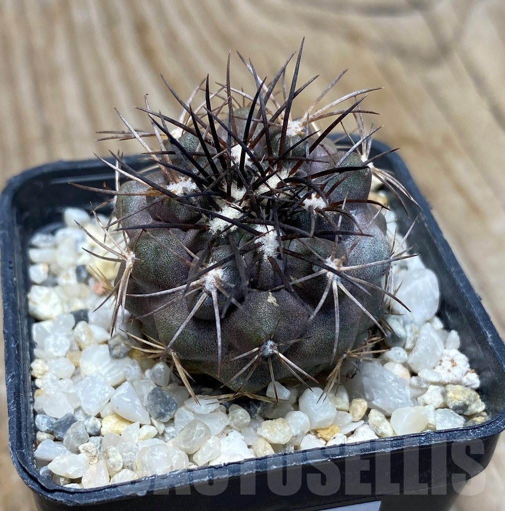 SHPR13241 Copiapoa corralensis LL389