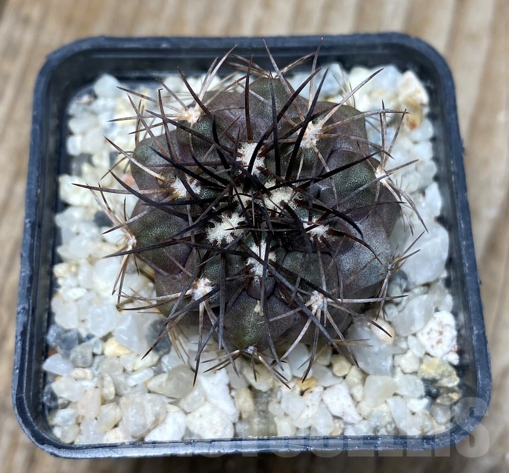 SHPR13241 Copiapoa corralensis LL389 - Image 2