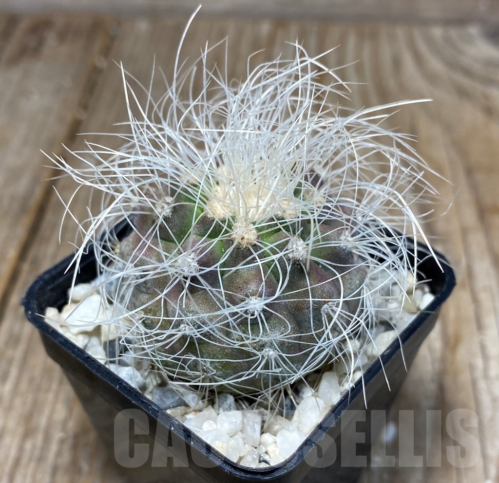 SHPR13246 Copiapoa krainziana - Obrázek 2