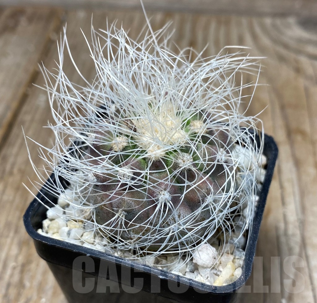 SHPR13246 Copiapoa krainziana