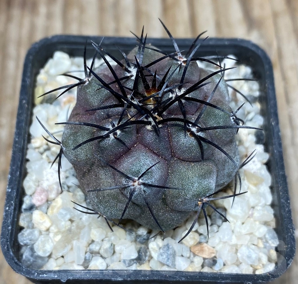 SHPR13247 Copiapoa griseoviolacea - Obrázek 2