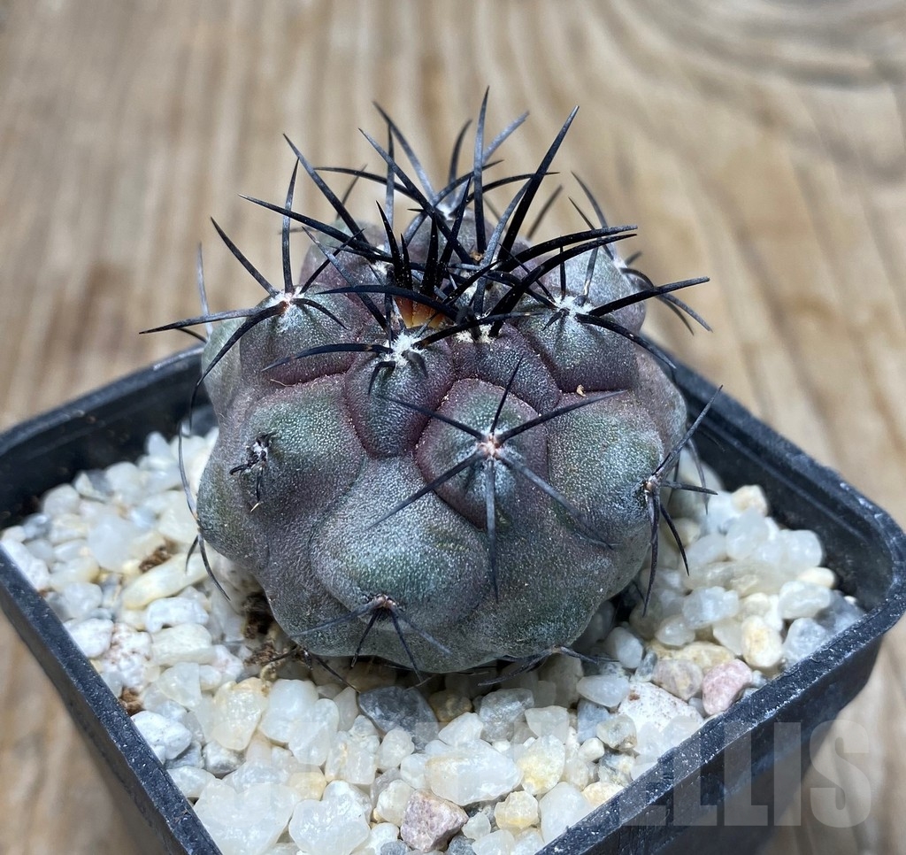 SHPR13247 Copiapoa griseoviolacea