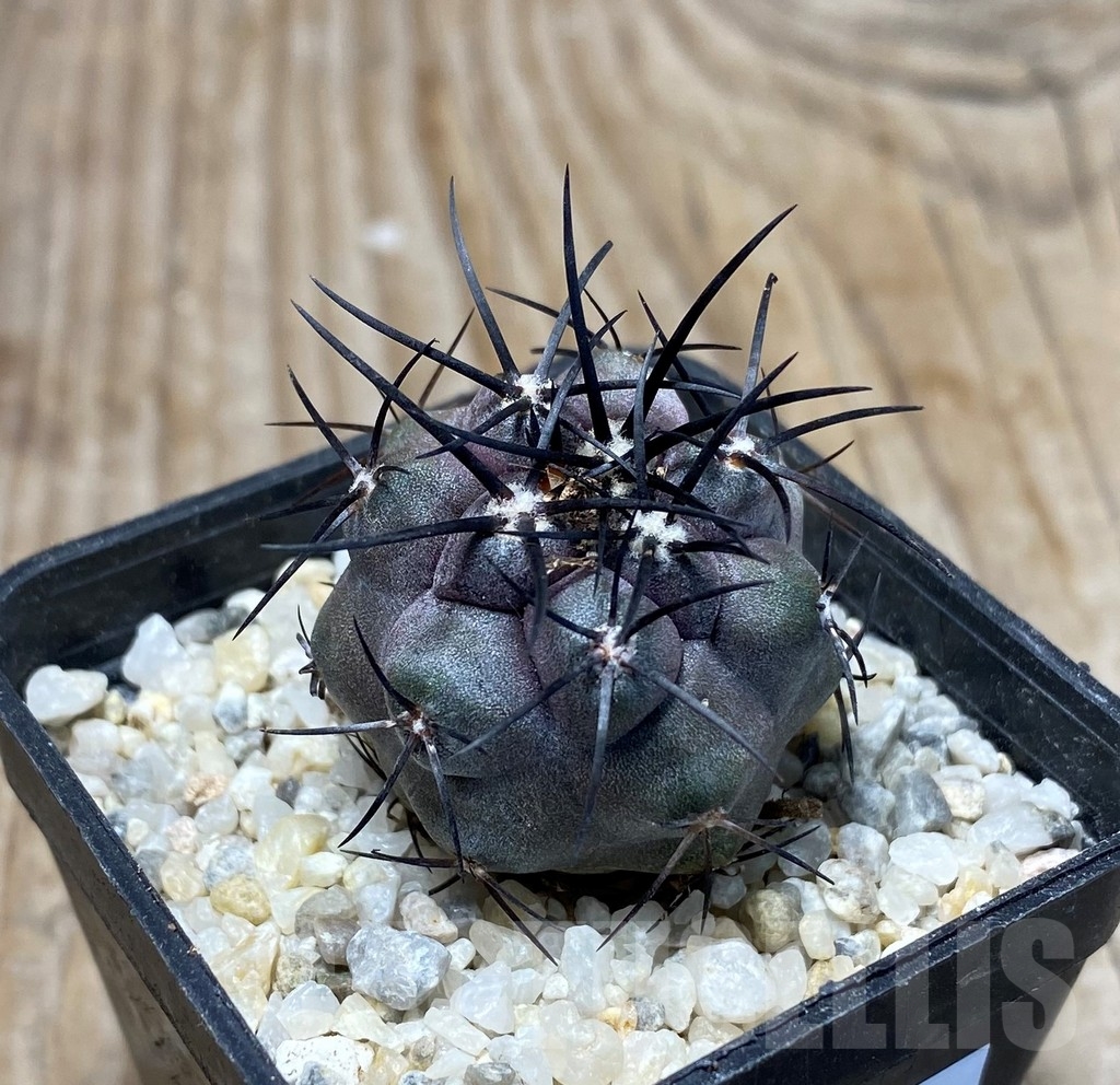 SHPR13248 Copiapoa griseoviolacea