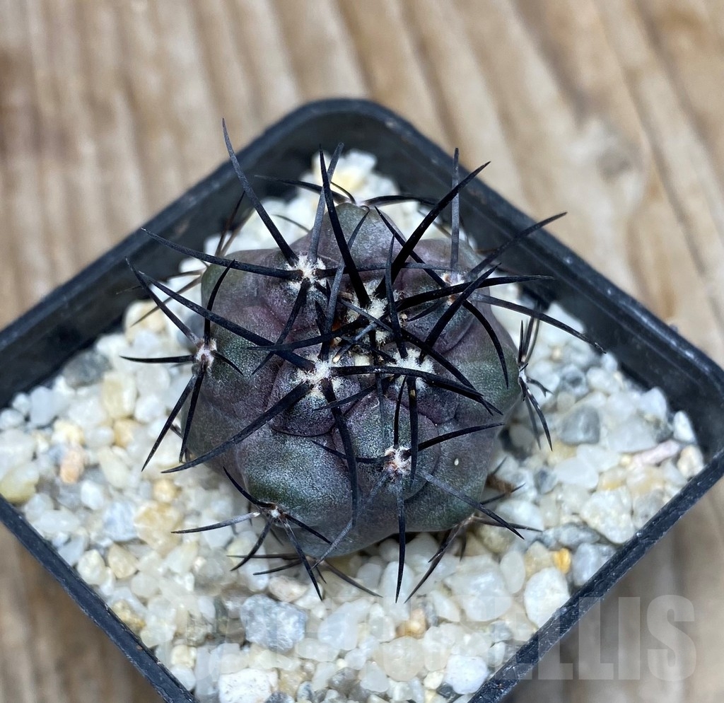 SHPR13248 Copiapoa griseoviolacea - 画像 (2)